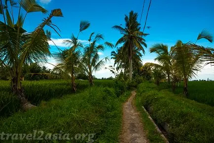 Amit látni Ubud legendás rizsföldek - travel2asia