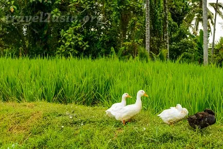 Amit látni Ubud legendás rizsföldek - travel2asia