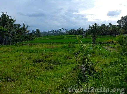 Amit látni Ubud legendás rizsföldek - travel2asia