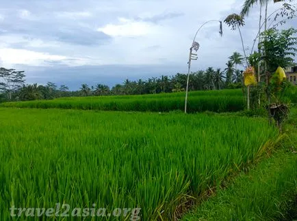 Ce să vezi în câmpurile de orez legendarul Ubud - travel2asia