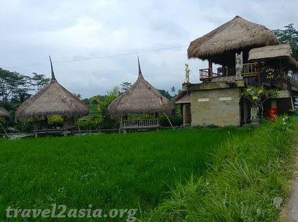 Amit látni Ubud legendás rizsföldek - travel2asia