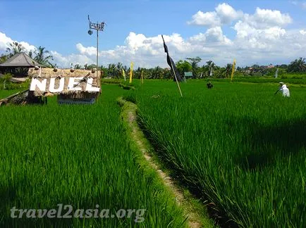 Amit látni Ubud legendás rizsföldek - travel2asia