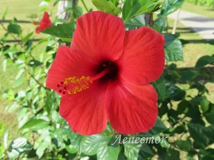 Ce hibiscus camera