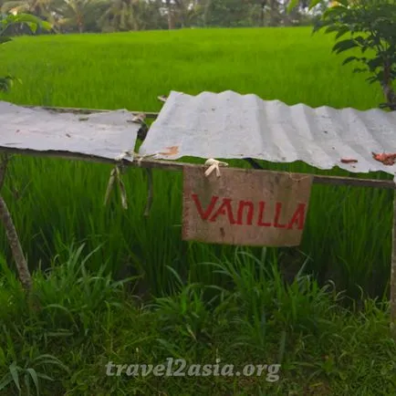 Amit látni Ubud legendás rizsföldek - travel2asia