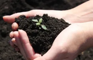 Ce este sapropelic modul de utilizare a substanței în agricultură