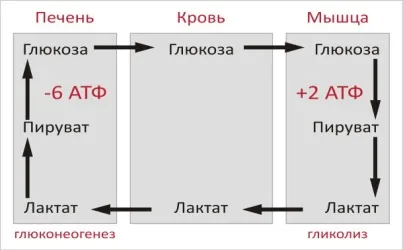 Cori ciklus 1