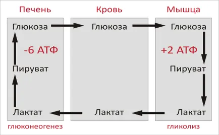 Кори цикъл - това