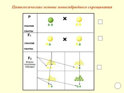 Цитологични основи monohybrid напречно - Представяне 5395-13