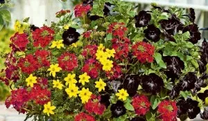 aranjamente florale pentru balcon, creând o grădină frumoasă