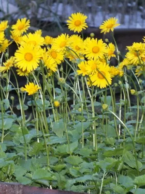 Doronicum virág fotó, ültetés és gondozás a nyílt terepen