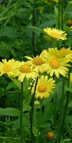 doronicum цветя и Източна видове, plantaginaceae и кавказки doronicum