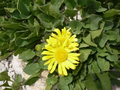 doronicum цветя и Източна видове, plantaginaceae и кавказки doronicum