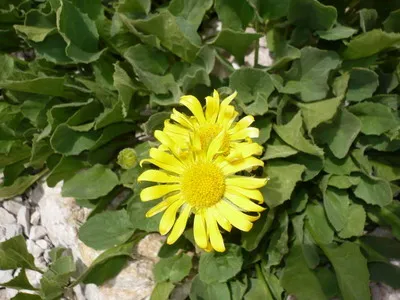 Doronicum de flori și specii de Est, Plantaginaceae și Doronicum caucaziană