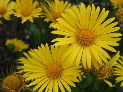 Doronicum de flori și specii de Est, Plantaginaceae și Doronicum caucaziană