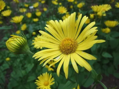 doronicum цветя и Източна видове, plantaginaceae и кавказки doronicum