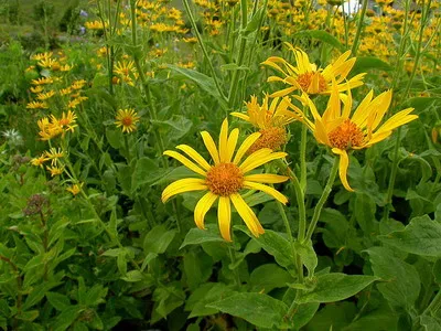 doronicum цветя и Източна видове, plantaginaceae и кавказки doronicum