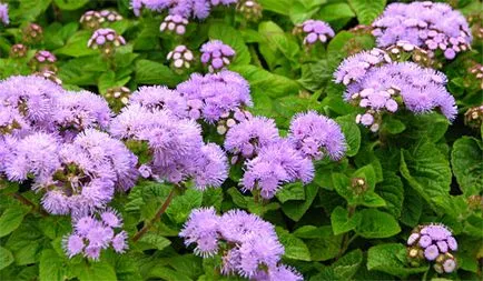 Ageratum virág fotó, ültetés és gondozás a nyílt terepen, a kártevők és betegségek