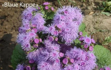 Ageratum virág fotó, ültetés és gondozás a nyílt terepen, a kártevők és betegségek