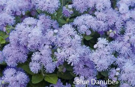 Ageratum virág fotó, ültetés és gondozás a nyílt terepen, a kártevők és betegségek