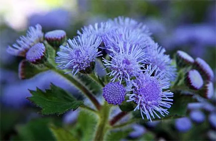 Ageratum virág fotó, ültetés és gondozás a nyílt terepen, a kártevők és betegségek