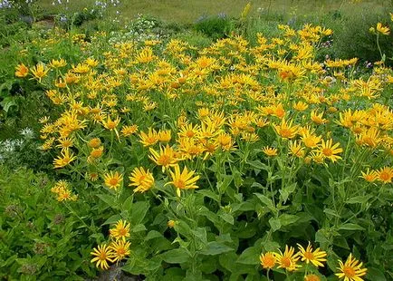 doronicum цветя и Източна видове, plantaginaceae и кавказки doronicum