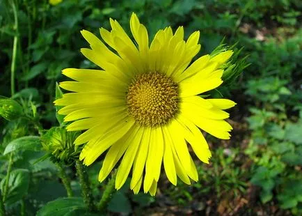 Doronicum de flori și specii de Est, Plantaginaceae și Doronicum caucaziană