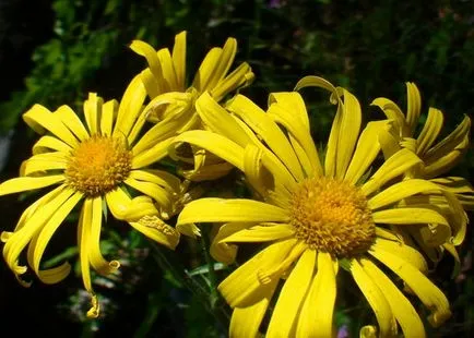 doronicum цветя и Източна видове, plantaginaceae и кавказки doronicum