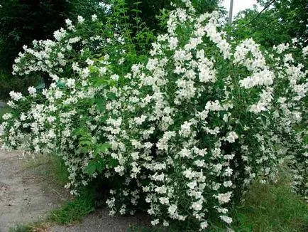 Jasmine flori - descriere, propagare, varietati, fotografii