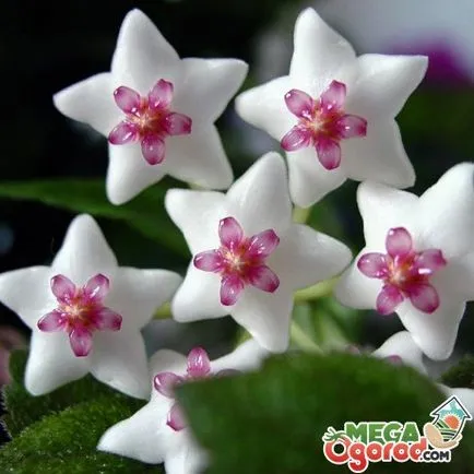 Virág Hoya - típusok, a legjobb tanácsot tenyésztési és gondozás