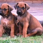 Rhodesian Ridgeback fotografie și descrierea rase de caini