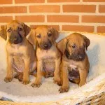 Rhodesian Ridgeback fotografie și descrierea rase de caini