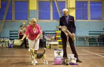 Prize pentru spectacole de câine