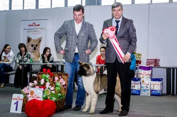 Prize pentru spectacole de câine