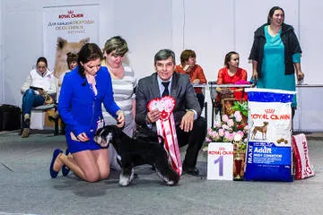 Prize pentru spectacole de câine