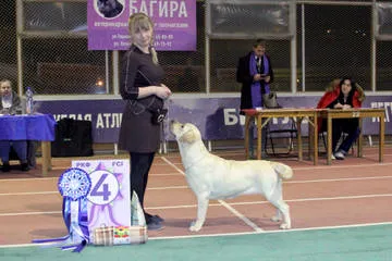 Prize pentru spectacole de câine