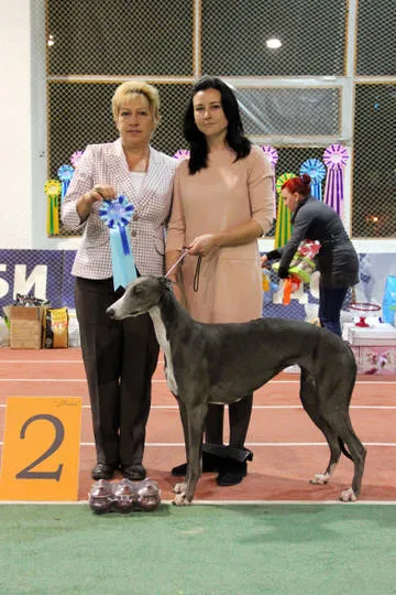 Prize pentru spectacole de câine