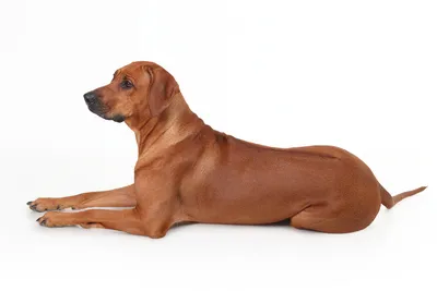 Rhodesian Ridgeback