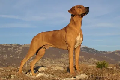 Rhodesian Ridgeback