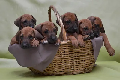 Rhodesian Ridgeback