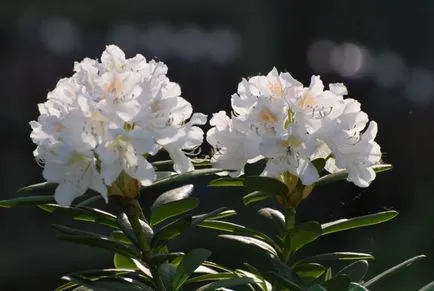 Rhododendron Caucazian medicale, util, proprietăți medicinale, contraindicații, beneficii, daune și