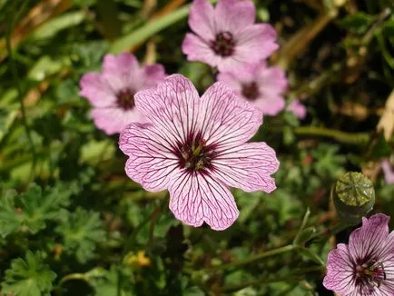 grădină muscata perenă - plantare și îngrijire