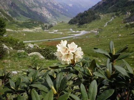 Rhododendron кавказки медицински, полезни, лечебни свойства, противопоказания, ползите, вредите и