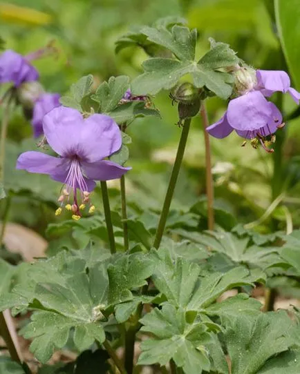 grădină muscata perenă - plantare și îngrijire