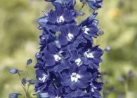 Delphinium fotó fajták, termesztés, gondozás és szaporítása