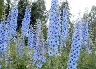 Delphinium fotó fajták, termesztés, gondozás és szaporítása