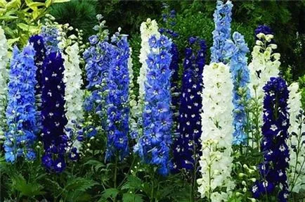 Delphinium fotó fajták, termesztés, gondozás és szaporítása