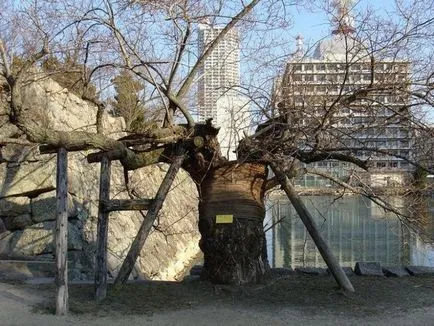 Fák Hiroshima, sikerült túlélni egy nukleáris robbanás (9 fotó) - triniksi