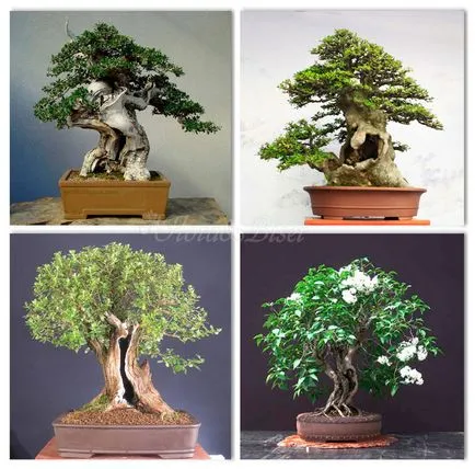 Bonsai fa gyöngyöket a kezét - más irányba, pezsgő virág Anna Masalskaya