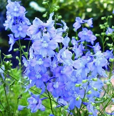 Delphinium fotó fajták, termesztés, gondozás és szaporítása