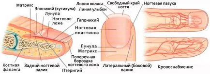 Nu respira unghiile